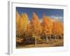 Autumn Aspens, Steens Mountain, Frenchglen, Oregon, USA-Michel Hersen-Framed Photographic Print