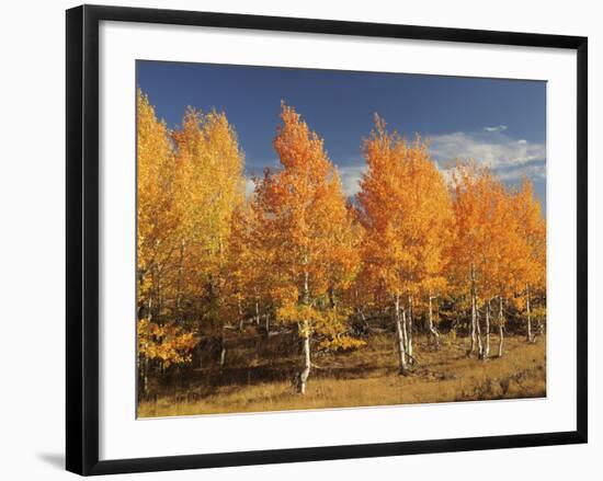 Autumn Aspens, Steens Mountain, Frenchglen, Oregon, USA-Michel Hersen-Framed Photographic Print