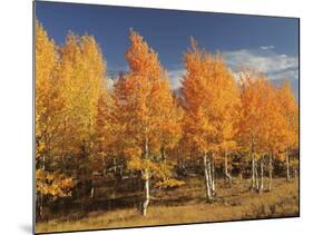 Autumn Aspens, Steens Mountain, Frenchglen, Oregon, USA-Michel Hersen-Mounted Photographic Print