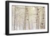 Autumn Aspens With Snow, Colorado, USA-null-Framed Photographic Print