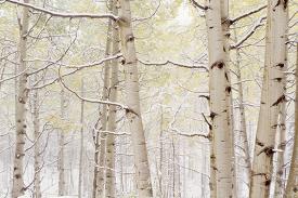 Aspen Trees Wall Art At Allposters Com