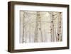 Autumn Aspens With Snow, Colorado, USA-null-Framed Photographic Print