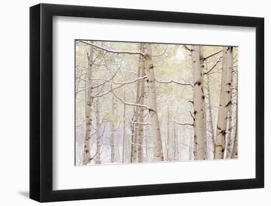 Autumn Aspens With Snow, Colorado, USA-null-Framed Photographic Print