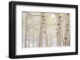 Autumn Aspens With Snow, Colorado, USA-null-Framed Photographic Print