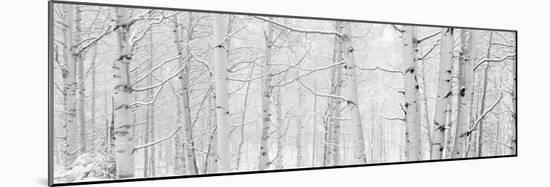 Autumn Aspens With Snow, Colorado, USA-null-Mounted Photographic Print