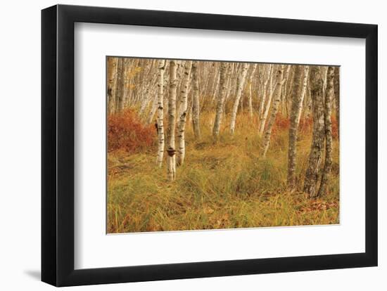 Autumn Aspens-Michael Hudson-Framed Art Print