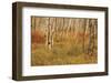 Autumn Aspens-Michael Hudson-Framed Art Print