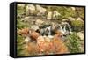 Autumn at Edith Creek Near Paradise Lodge, Mt. Rainier National Park, Wa, USA-Stuart Westmorland-Framed Stretched Canvas