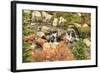 Autumn at Edith Creek Near Paradise Lodge, Mt. Rainier National Park, Wa, USA-Stuart Westmorland-Framed Photographic Print