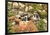 Autumn at Edith Creek Near Paradise Lodge, Mt. Rainier National Park, Wa, USA-Stuart Westmorland-Framed Photographic Print