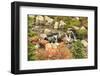 Autumn at Edith Creek Near Paradise Lodge, Mt. Rainier National Park, Wa, USA-Stuart Westmorland-Framed Photographic Print