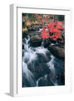 Autumn at Jordan Stream, Mount Desert Island, Acadia, Maine-Vincent James-Framed Photographic Print