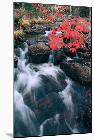 Autumn at Jordan Stream, Mount Desert Island, Acadia, Maine-Vincent James-Mounted Photographic Print