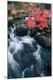 Autumn at Jordan Stream, Mount Desert Island, Acadia, Maine-Vincent James-Mounted Photographic Print