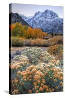 Autumn at June Lake Loop, Sierra Nevada-Vincent James-Stretched Canvas