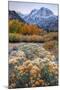 Autumn at June Lake Loop, Sierra Nevada-Vincent James-Mounted Photographic Print