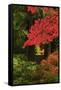 Autumn at Portland Japanese Garden, Portland, Oregon, USA-Michel Hersen-Framed Stretched Canvas