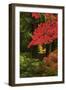 Autumn at Portland Japanese Garden, Portland, Oregon, USA-Michel Hersen-Framed Photographic Print