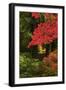 Autumn at Portland Japanese Garden, Portland, Oregon, USA-Michel Hersen-Framed Photographic Print