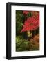 Autumn at Portland Japanese Garden, Portland, Oregon, USA-Michel Hersen-Framed Photographic Print