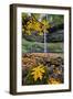 Autumn at South Falls, Silver Falls State Park, Silverton, Oregon-Vincent James-Framed Photographic Print
