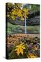 Autumn at South Falls, Silver Falls State Park, Silverton, Oregon-Vincent James-Stretched Canvas