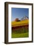 Autumn at the Rebbergen-Armin Mathis-Framed Photographic Print