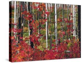 Autumn at the Santiam Pass, Oregon, USA-Michel Hersen-Stretched Canvas