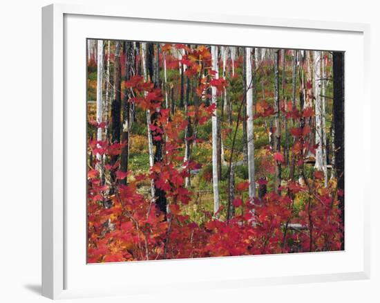 Autumn at the Santiam Pass, Oregon, USA-Michel Hersen-Framed Photographic Print