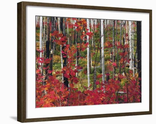 Autumn at the Santiam Pass, Oregon, USA-Michel Hersen-Framed Photographic Print