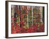 Autumn at the Santiam Pass, Oregon, USA-Michel Hersen-Framed Photographic Print