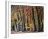 Autumn Beeches I-Cora Niele-Framed Photographic Print