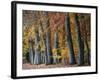 Autumn Beeches I-Cora Niele-Framed Photographic Print