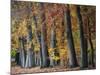 Autumn Beeches I-Cora Niele-Mounted Photographic Print