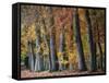 Autumn Beeches I-Cora Niele-Framed Stretched Canvas