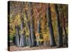 Autumn Beeches I-Cora Niele-Stretched Canvas