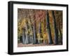 Autumn Beeches I-Cora Niele-Framed Photographic Print