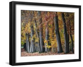 Autumn Beeches I-Cora Niele-Framed Photographic Print