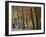 Autumn Beeches I-Cora Niele-Framed Photographic Print