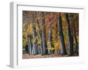 Autumn Beeches I-Cora Niele-Framed Photographic Print