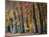 Autumn Beeches I-Cora Niele-Mounted Photographic Print