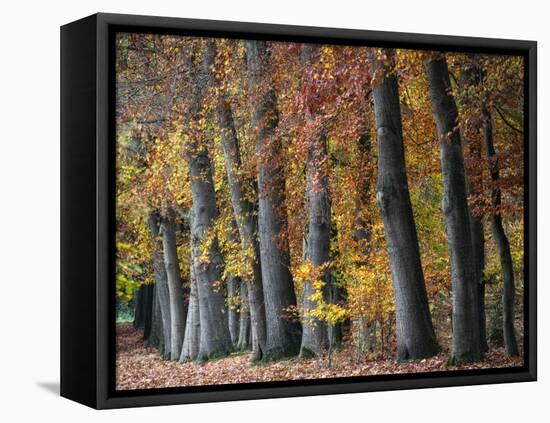 Autumn Beeches I-Cora Niele-Framed Stretched Canvas