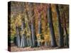 Autumn Beeches I-Cora Niele-Stretched Canvas