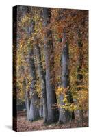 Autumn Beeches II-Cora Niele-Stretched Canvas