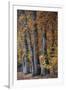 Autumn Beeches II-Cora Niele-Framed Photographic Print