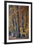 Autumn Beeches II-Cora Niele-Framed Photographic Print