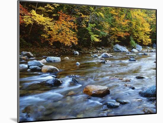 Autumn Beside the Cold River, Savoy State Forest Massachusetts, USA-Jaynes Gallery-Mounted Photographic Print