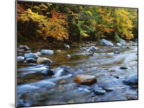 Autumn Beside the Cold River, Savoy State Forest Massachusetts, USA-Jaynes Gallery-Mounted Photographic Print