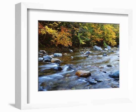 Autumn Beside the Cold River, Savoy State Forest Massachusetts, USA-Jaynes Gallery-Framed Photographic Print