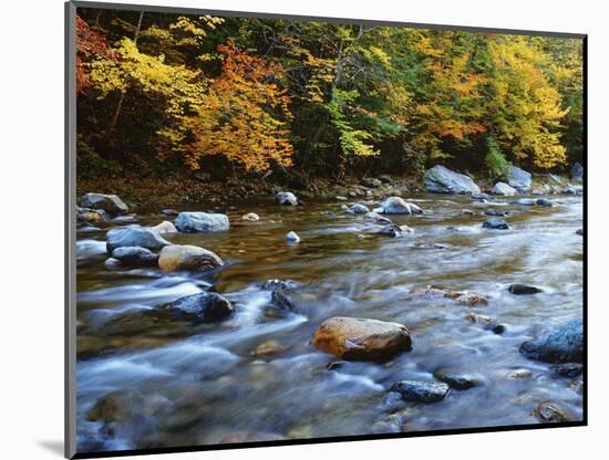 Autumn Beside the Cold River, Savoy State Forest Massachusetts, USA-Jaynes Gallery-Mounted Photographic Print